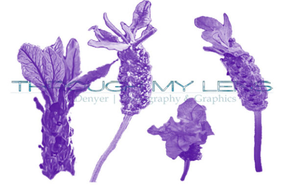 Photoshop Spring Lavender Flower Brushes: A Practical Guide for Digital Artists